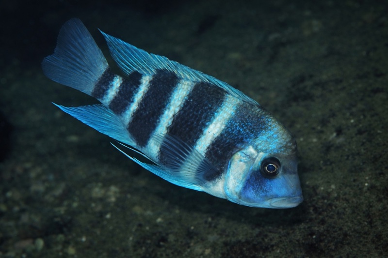 Cyphotilapia gibberosa 'Katili'
